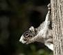 Kirms Photography Fox Squirrel-1